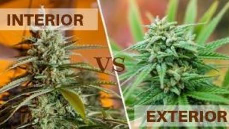 interior-vs-exterior cultivo cannabis 