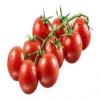 venta semillas jitomate cherry