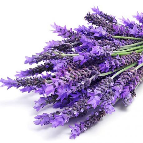 Semillas de Lavanda | Al Natural Grow Shop